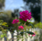 Enchanted Rose Wild Misting Potion