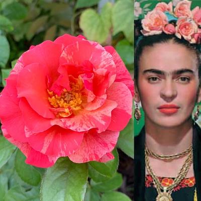 Viva la Frida - The smells of Frida